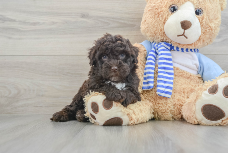 Meet Ralph Teddy Edwards  - our Mini Sheepadoodle Puppy Photo  1/3 - Simply Southern Pups Mini Sheepadoodle Pup Being Cute