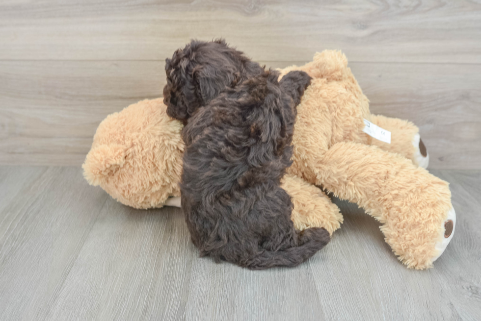 Meet Ralph Teddy Edwards  - our Mini Sheepadoodle Puppy Photo  3/3 - Simply Southern Pups Best Mini Sheepadoodle Baby