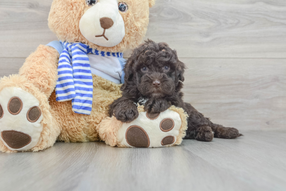 Meet Ralph Teddy Edwards  - our Mini Sheepadoodle Puppy Photo  2/3 - Simply Southern Pups Cute Mini Sheepadoodle Baby