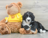 5 week old Mini Sheepadoodle Puppy For Sale - Simply Southern Pups