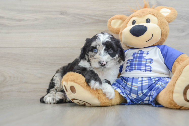 Mini Sheepadoodle Pup Being Cute