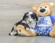 8 week old Mini Sheepadoodle Puppy For Sale - Simply Southern Pups