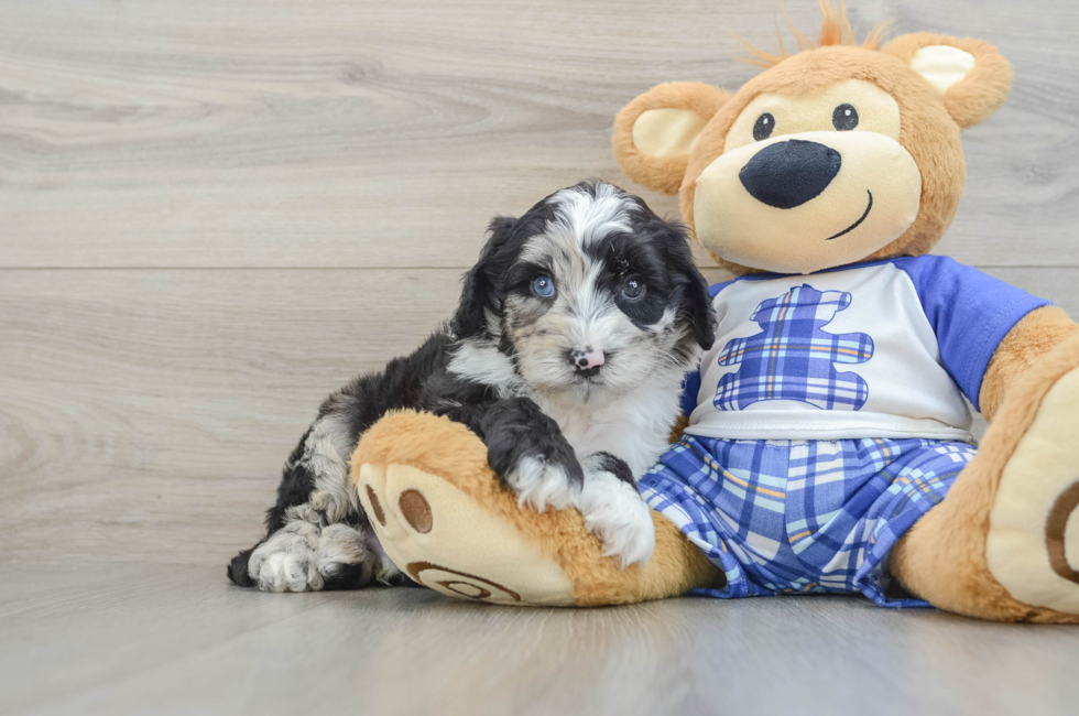 6 week old Mini Sheepadoodle Puppy For Sale - Simply Southern Pups