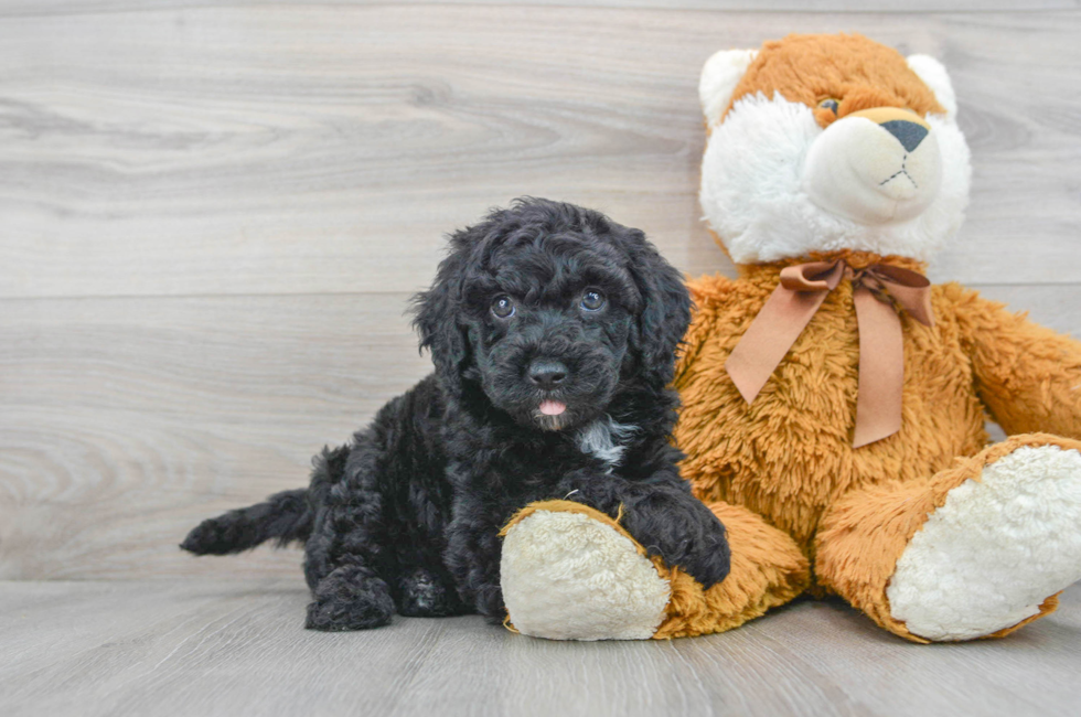6 week old Mini Sheepadoodle Puppy For Sale - Simply Southern Pups
