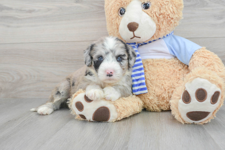 Hypoallergenic Sheep Dog Poodle Mix Puppy