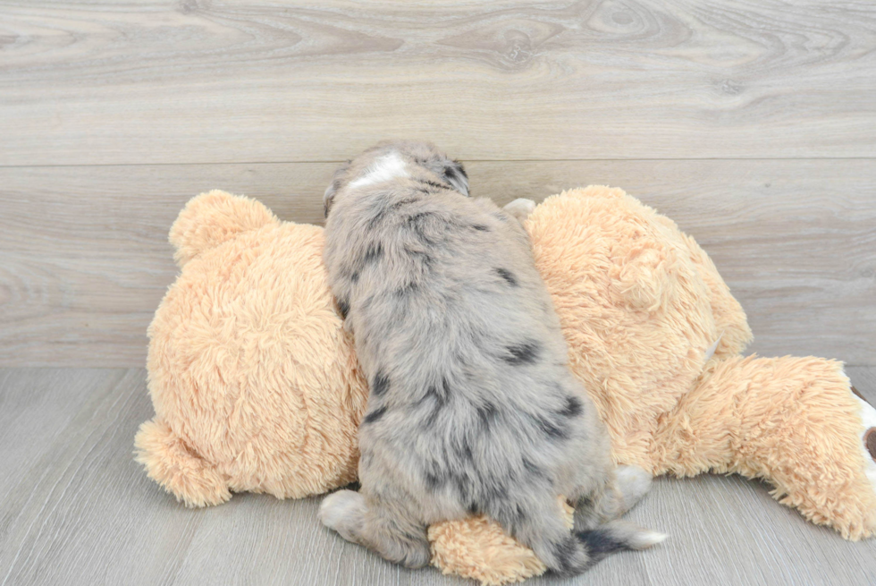 Best Mini Sheepadoodle Baby