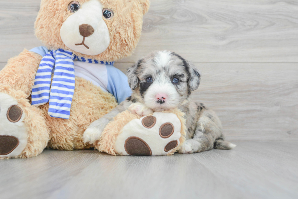 Best Mini Sheepadoodle Baby