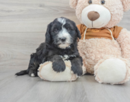 7 week old Mini Sheepadoodle Puppy For Sale - Simply Southern Pups