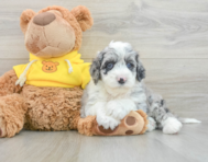 5 week old Mini Sheepadoodle Puppy For Sale - Simply Southern Pups