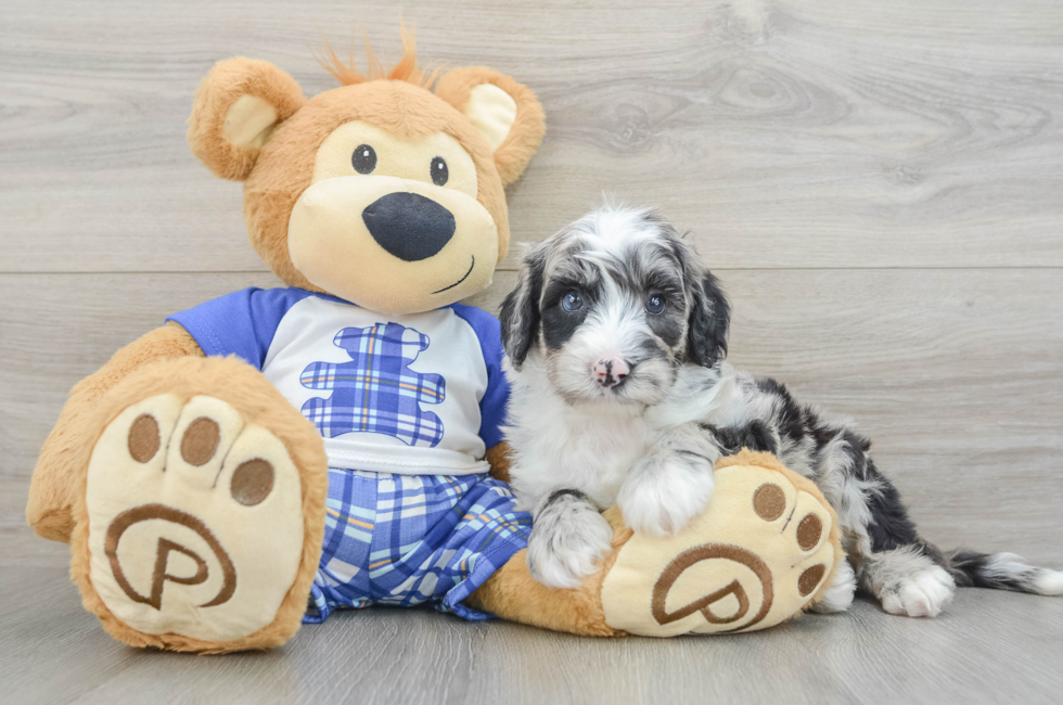 6 week old Mini Sheepadoodle Puppy For Sale - Simply Southern Pups