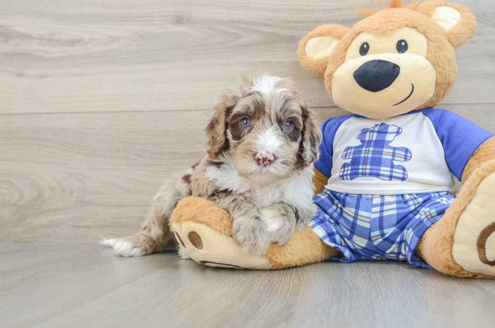 6 week old Mini Sheepadoodle Puppy For Sale - Simply Southern Pups