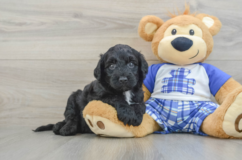 6 week old Mini Sheepadoodle Puppy For Sale - Simply Southern Pups
