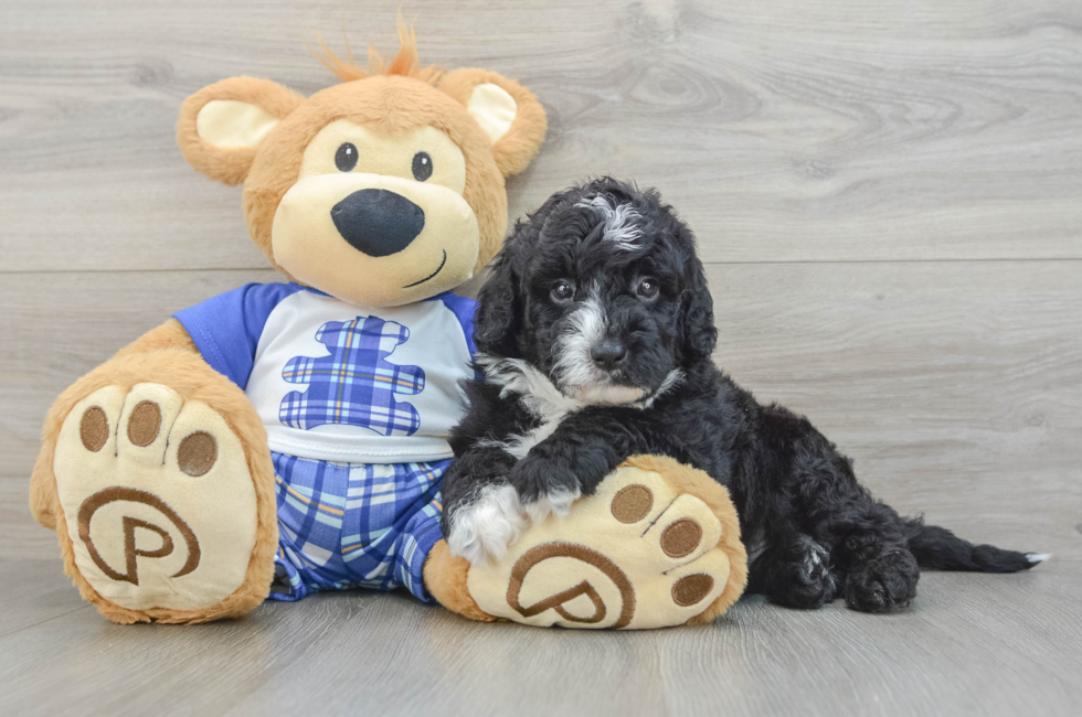 6 week old Mini Sheepadoodle Puppy For Sale - Simply Southern Pups