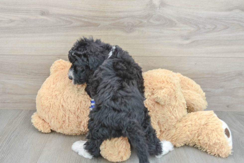 Mini Sheepadoodle Puppy for Adoption