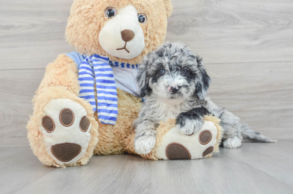 6 week old Mini Sheepadoodle Puppy For Sale - Simply Southern Pups