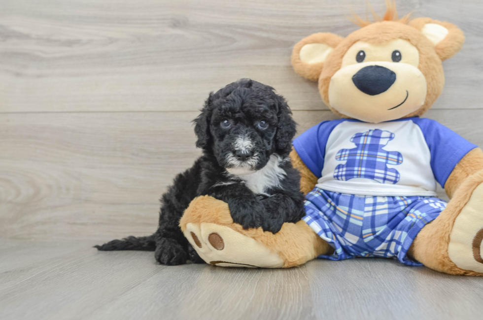6 week old Mini Sheepadoodle Puppy For Sale - Simply Southern Pups