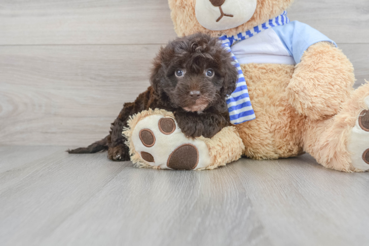 Little Sheep Dog Poodle Mix Puppy