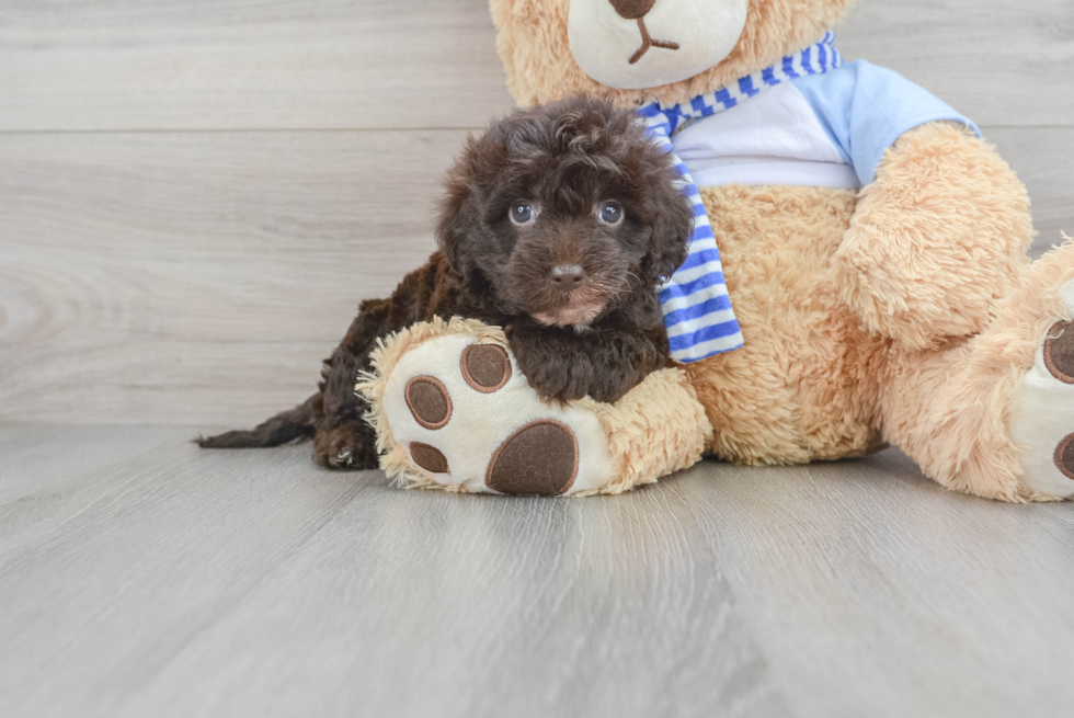 Little Sheep Dog Poodle Mix Puppy