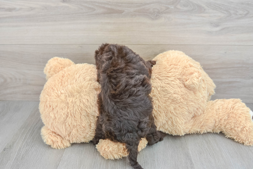 Mini Sheepadoodle Puppy for Adoption