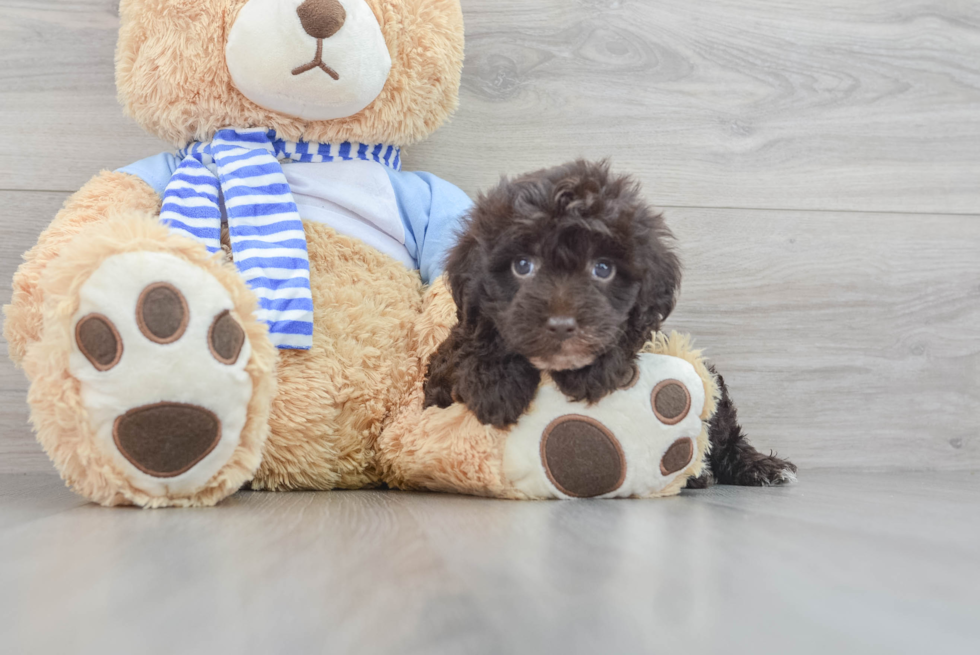 Little Sheep Dog Poodle Mix Puppy