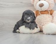 8 week old Mini Sheepadoodle Puppy For Sale - Simply Southern Pups
