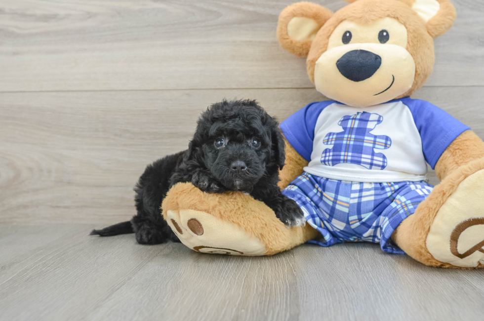 6 week old Mini Sheepadoodle Puppy For Sale - Simply Southern Pups