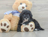 6 week old Mini Sheepadoodle Puppy For Sale - Simply Southern Pups