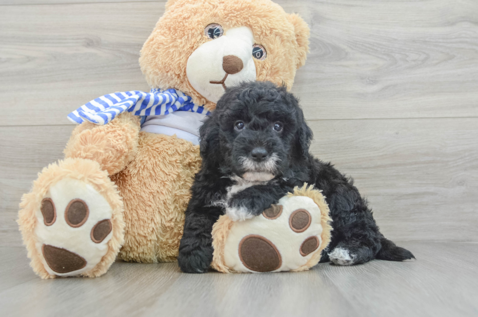 6 week old Mini Sheepadoodle Puppy For Sale - Simply Southern Pups