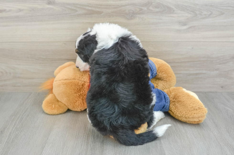 Sweet Mini Sheepadoodle Baby