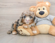 5 week old Mini Sheepadoodle Puppy For Sale - Simply Southern Pups