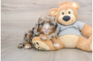 Friendly Mini Sheepadoodle Baby