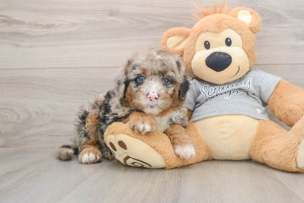 Friendly Mini Sheepadoodle Baby