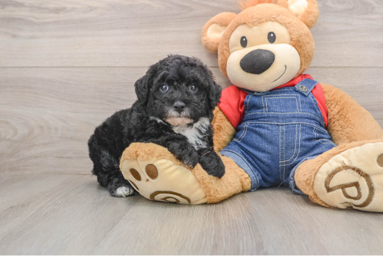 Smart Mini Sheepadoodle Poodle Mix Pup