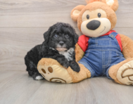 5 week old Mini Sheepadoodle Puppy For Sale - Simply Southern Pups