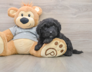 6 week old Mini Sheepadoodle Puppy For Sale - Simply Southern Pups