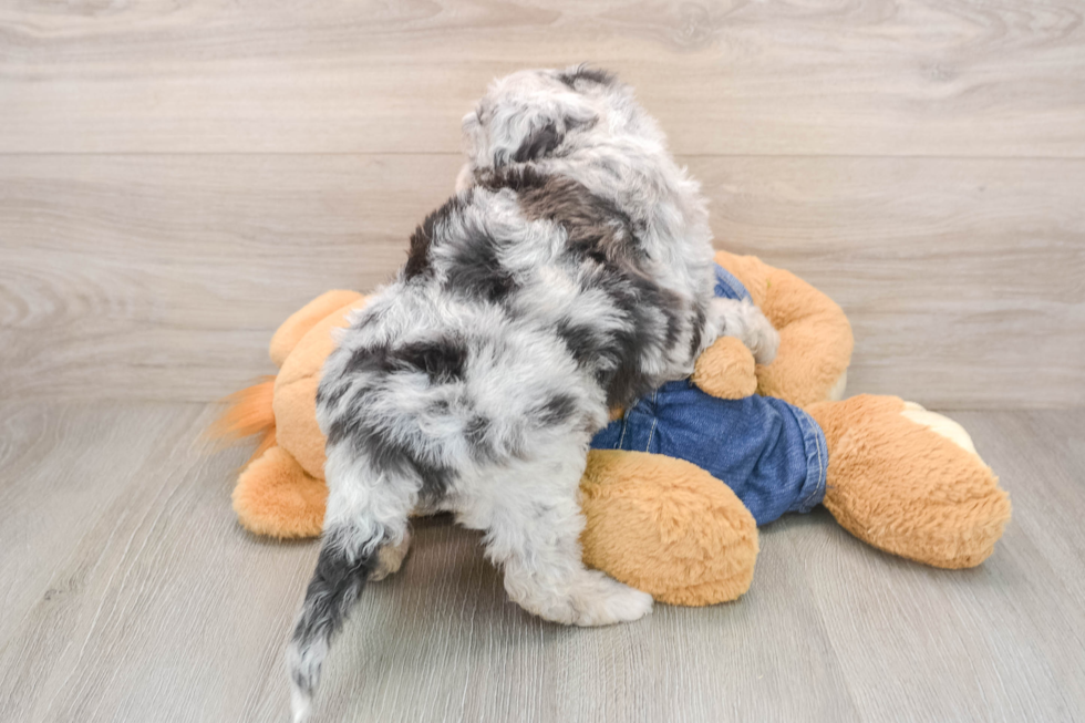 Best Mini Sheepadoodle Baby