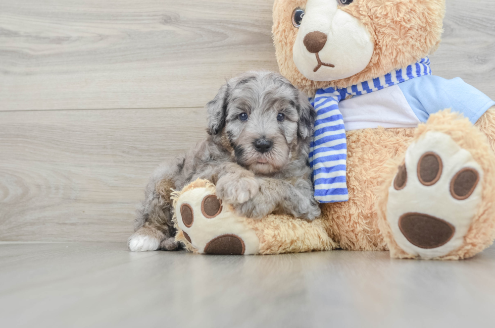 5 week old Mini Sheepadoodle Puppy For Sale - Simply Southern Pups