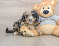 5 week old Mini Sheepadoodle Puppy For Sale - Simply Southern Pups