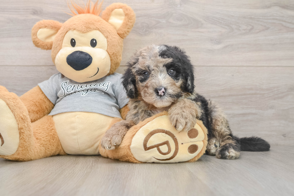 Mini Sheepadoodle Puppy for Adoption
