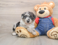 5 week old Mini Sheepadoodle Puppy For Sale - Simply Southern Pups