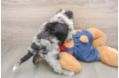 Mini Sheepadoodle Puppy for Adoption