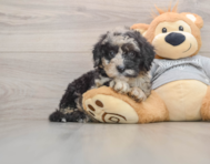 7 week old Mini Sheepadoodle Puppy For Sale - Simply Southern Pups
