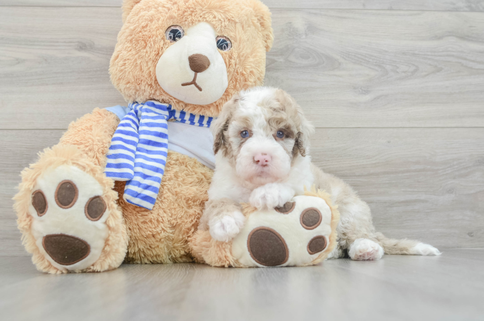 6 week old Mini Sheepadoodle Puppy For Sale - Simply Southern Pups