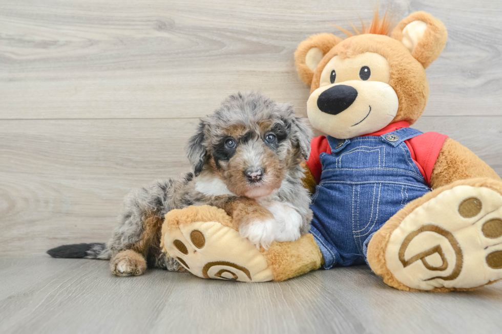 Mini Sheepadoodle Puppy for Adoption