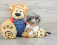 8 week old Mini Sheepadoodle Puppy For Sale - Simply Southern Pups