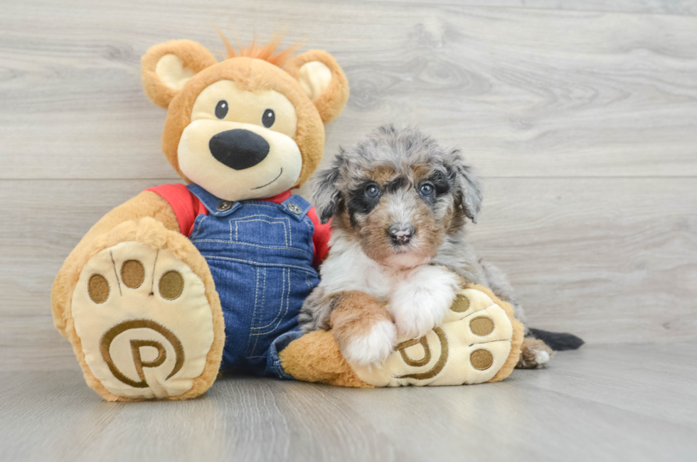 8 week old Mini Sheepadoodle Puppy For Sale - Simply Southern Pups