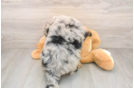 Mini Sheepadoodle Puppy for Adoption