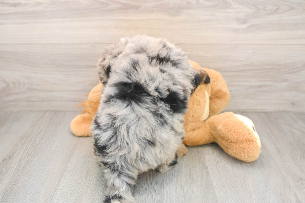 Mini Sheepadoodle Puppy for Adoption