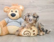 5 week old Mini Sheepadoodle Puppy For Sale - Simply Southern Pups