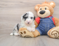 5 week old Mini Sheepadoodle Puppy For Sale - Simply Southern Pups